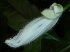 P1010531