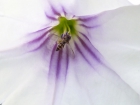 P1010884